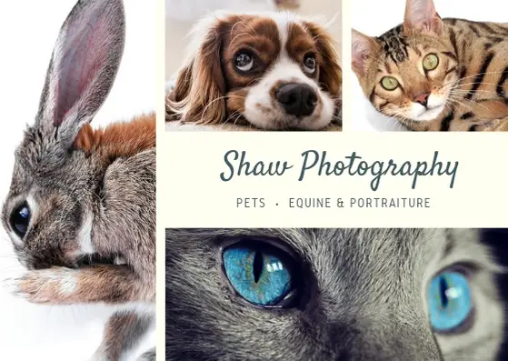 Pet Photography Business Name Ideas & How to Create Them